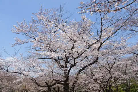 Cherry blossoms in Yoyogi Park, Tokyo