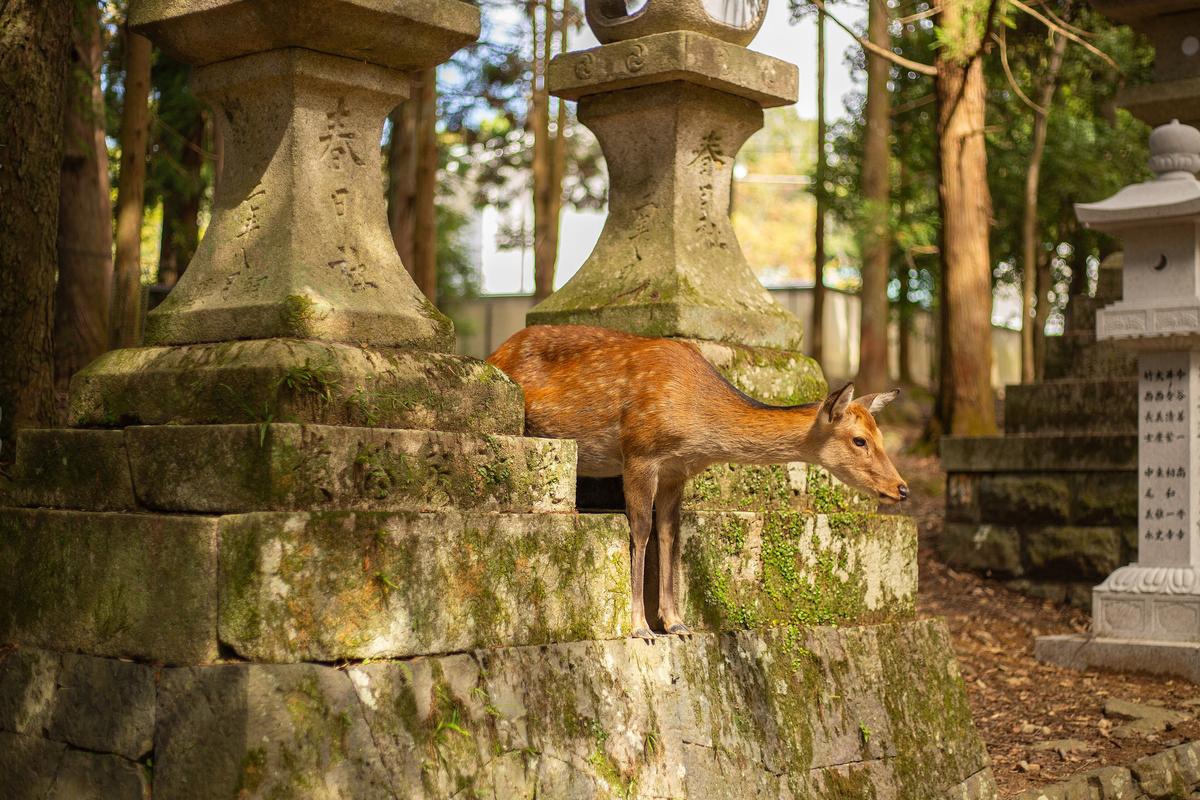 A sika deer standing on a mossy stone lantern base among the stone lanterns of Nara Park