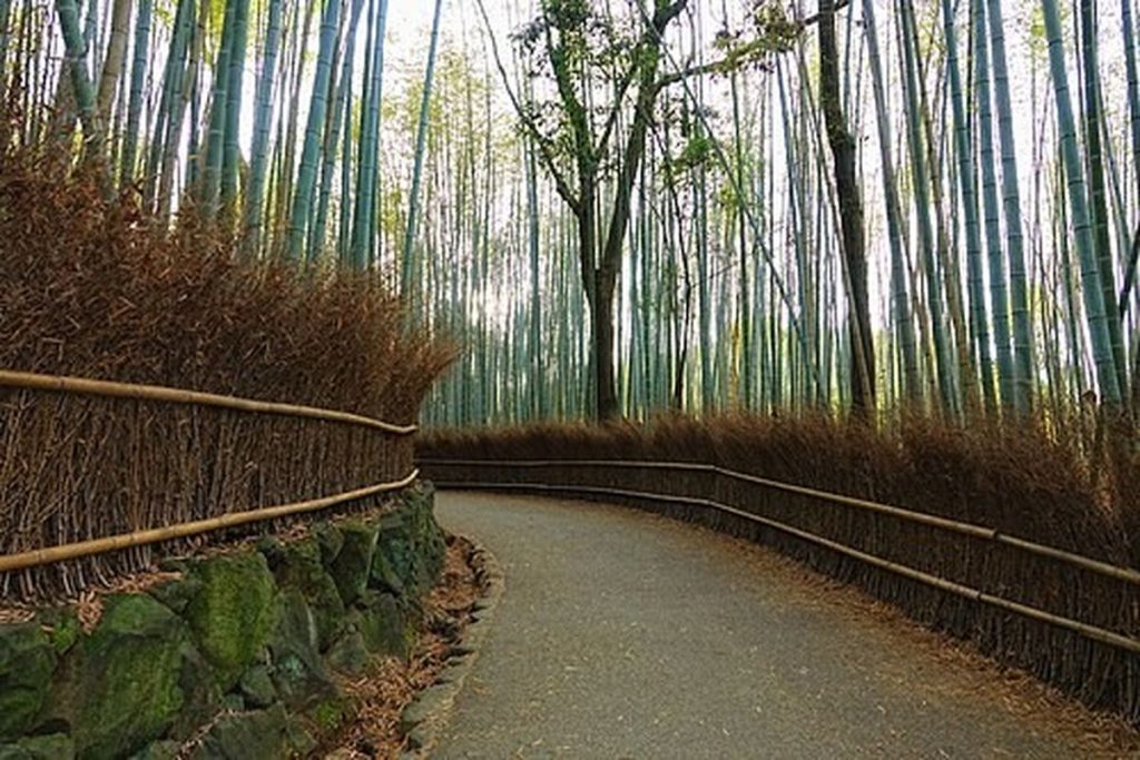 Path through the Arashiyama bamboo grove in Kyoto with tall bamboo on both sides