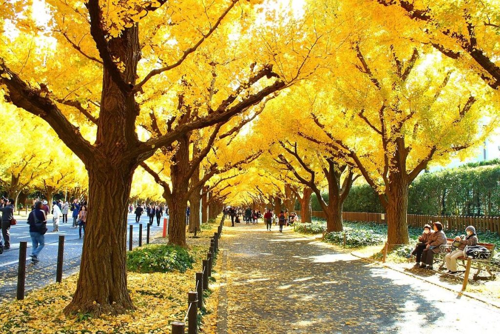 An avenue of tall ginkgo trees in bright yellow autumn color at Meiji Jingu Gaien, Tokyo, with people walking under them